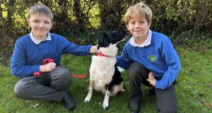 Welcome Elke, our wonderful new school therapy dog